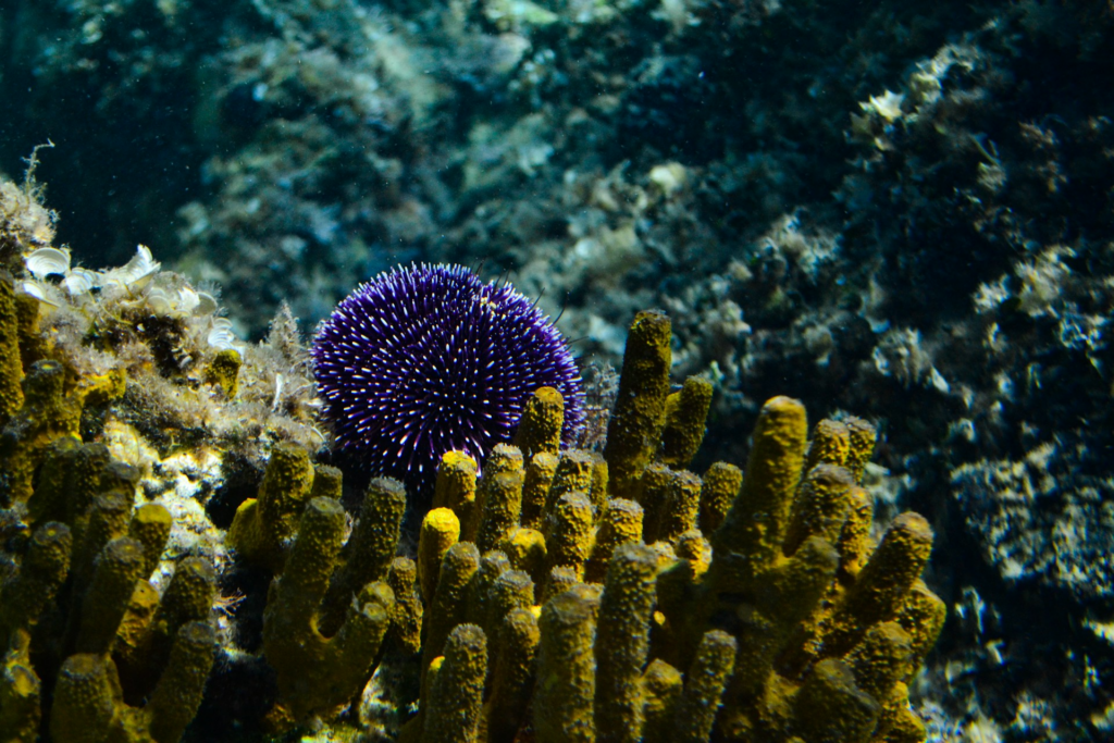Best Snorkeling In Maui