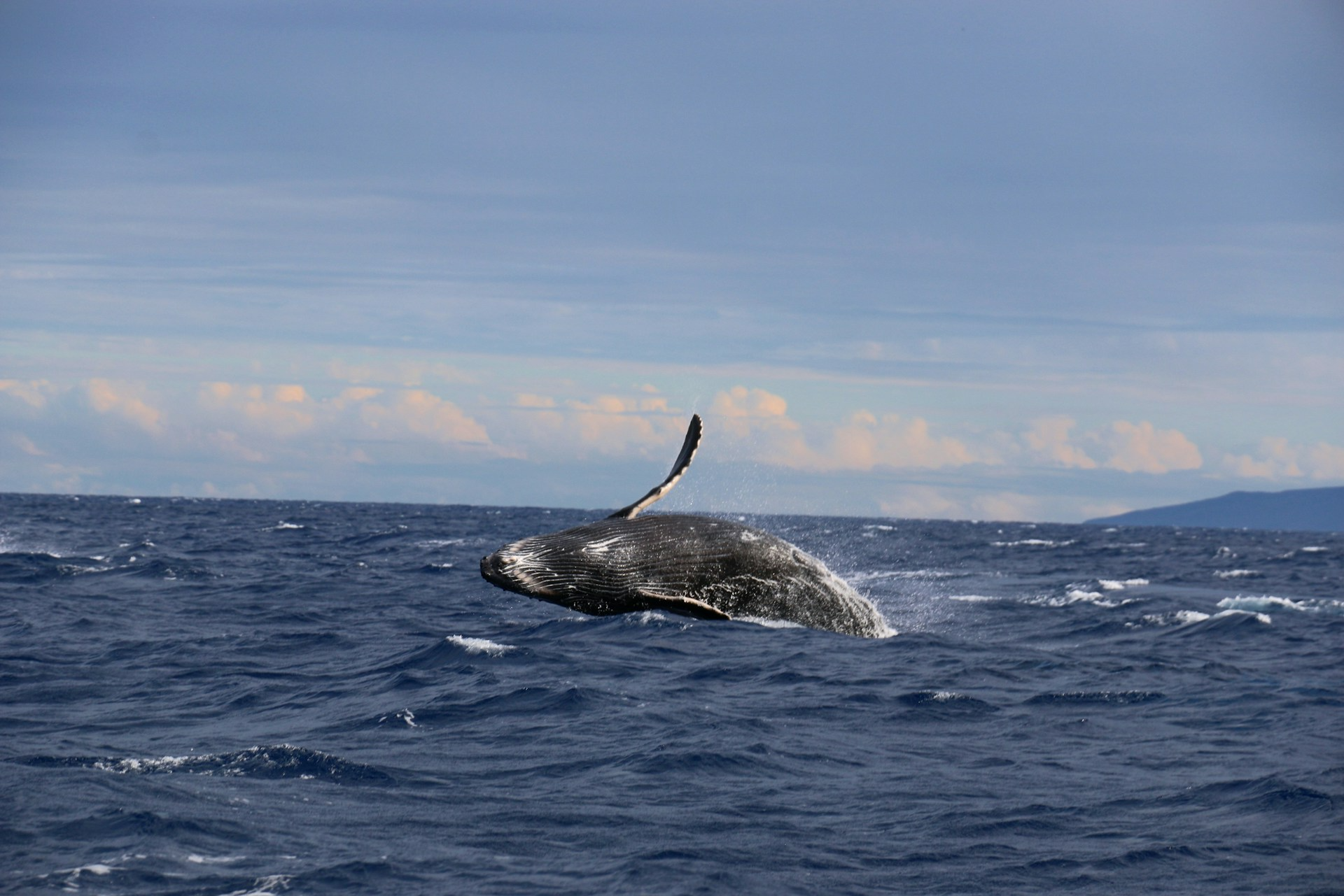 Whale Watching Cruises