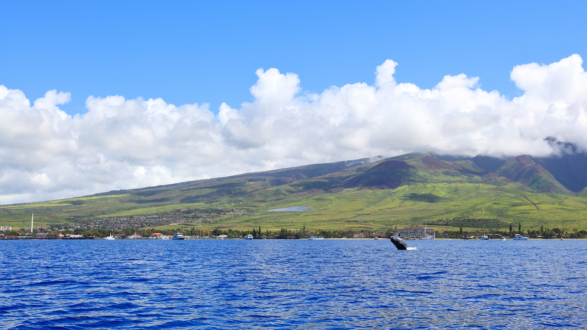 Humpback Whale - Maui Coast