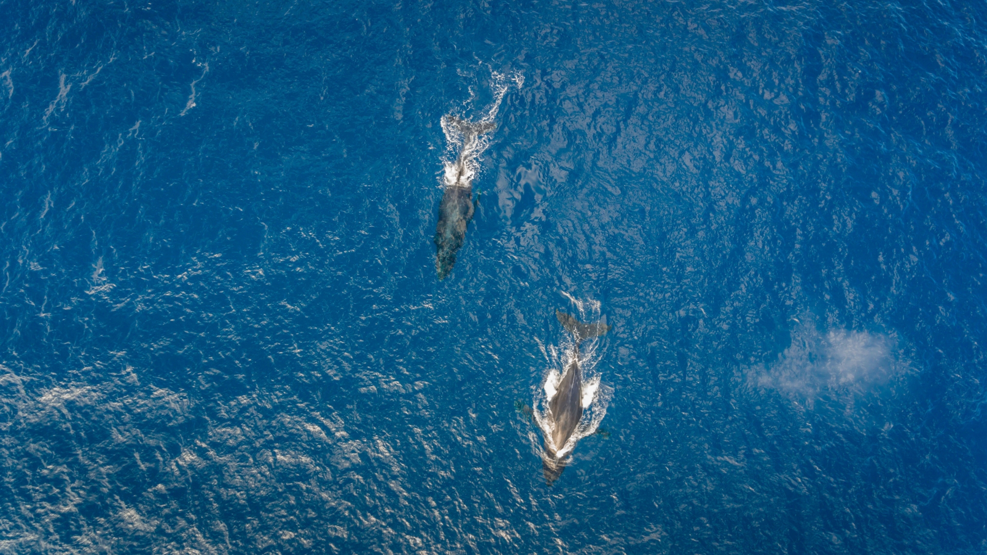 Koholā - Whale Watching - Aerial