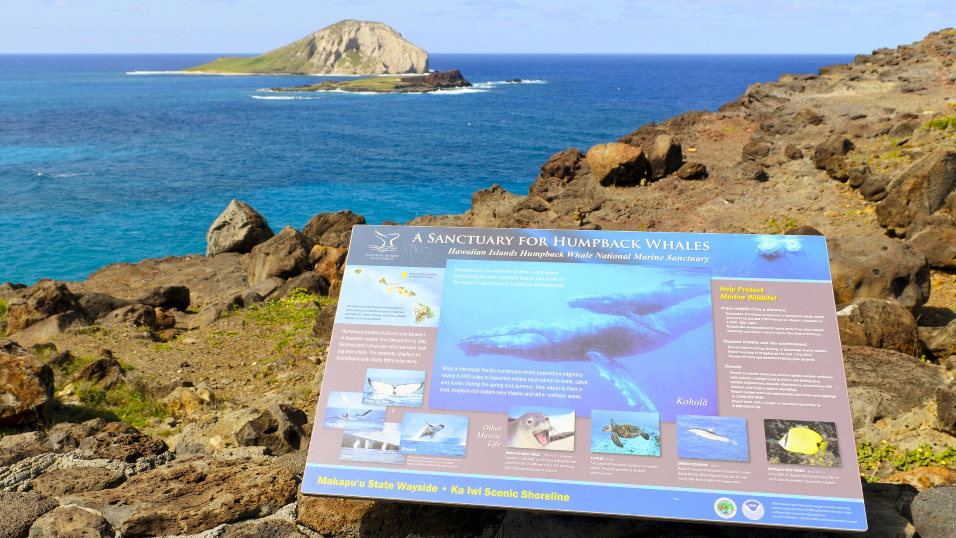 Sanctuary for Humpback Whales in Oahu
