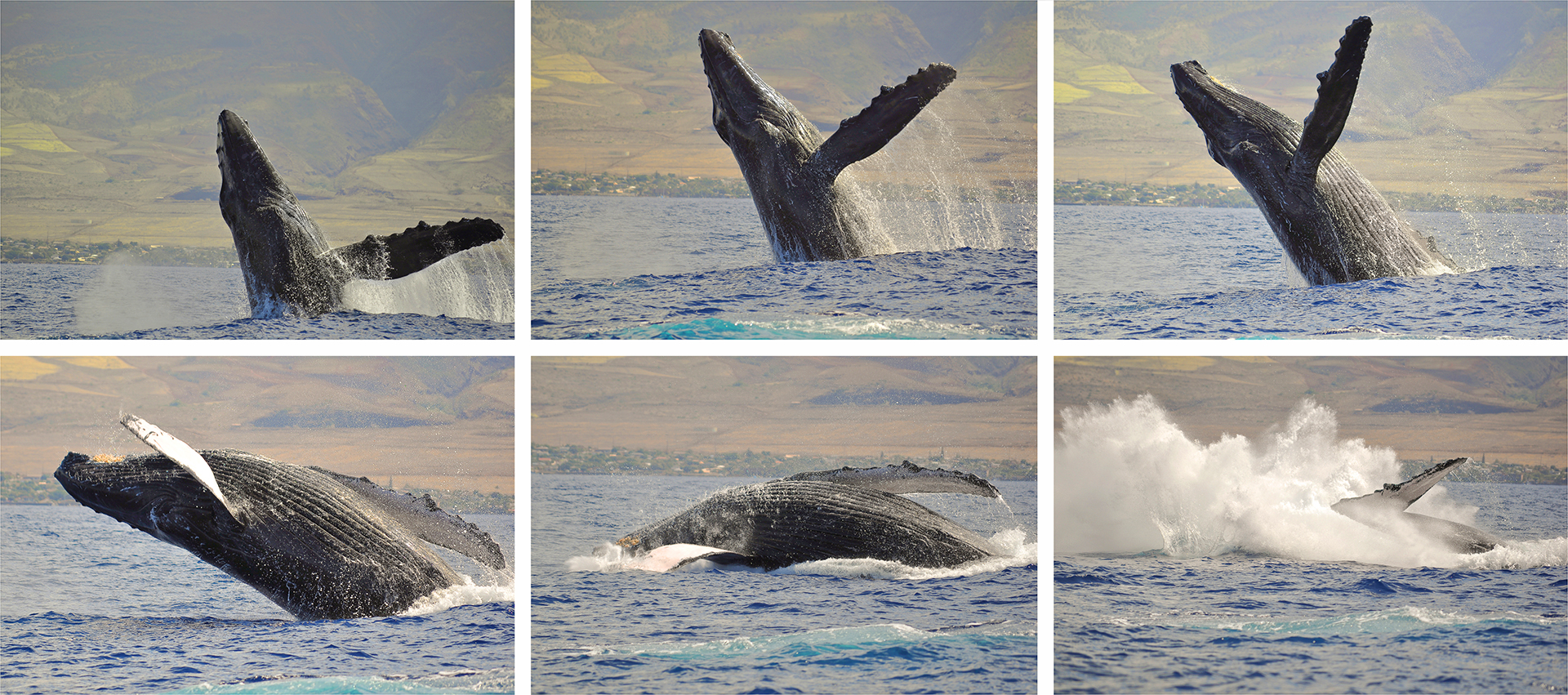 Sequence of Whale Breaching in Maui Hawaii