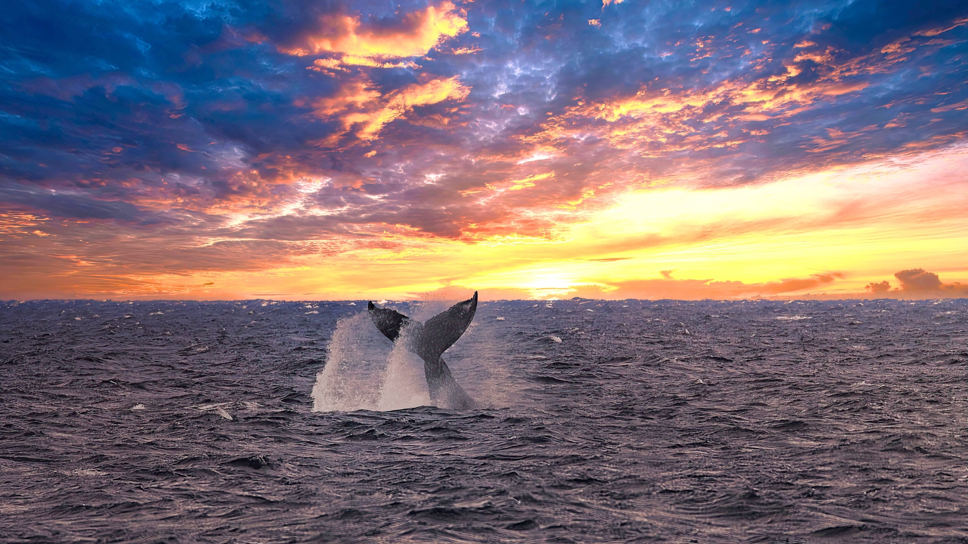 Whale Watching at Sunset - Oahu and Maui - Hawaii