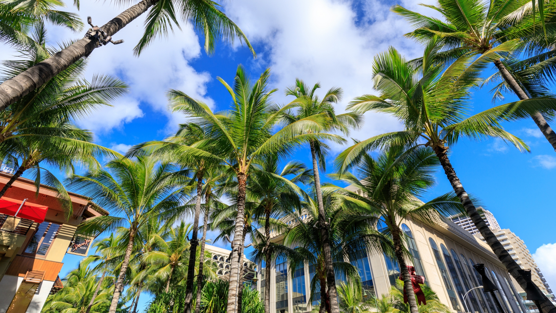 Oahu Shopping