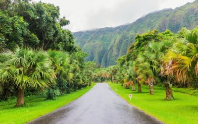 Discover 5 Enchanting Botanical Gardens on Oahu