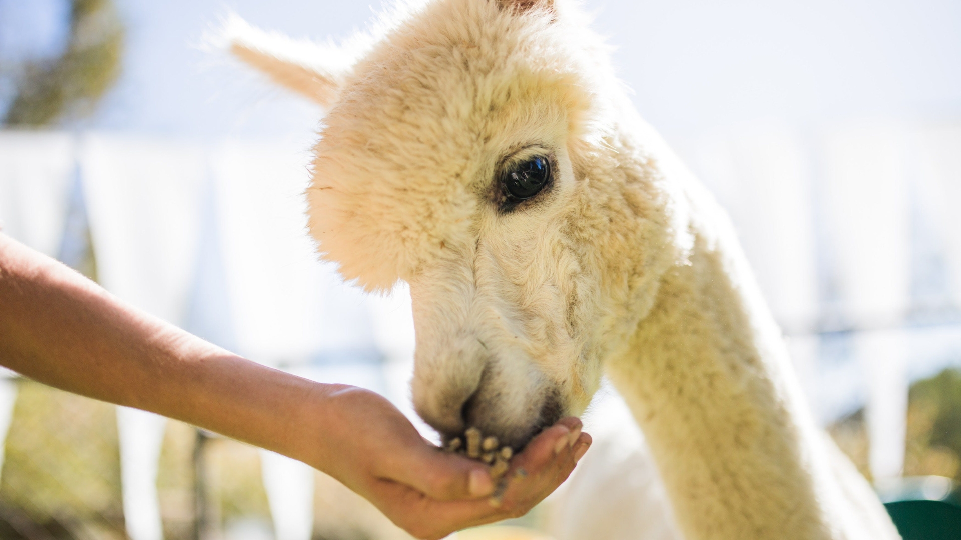 Maui Alpaca