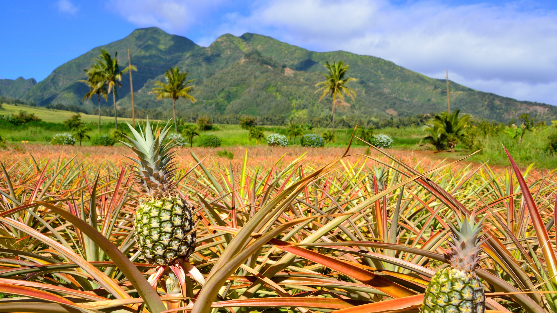 Maui Pineapple Tours