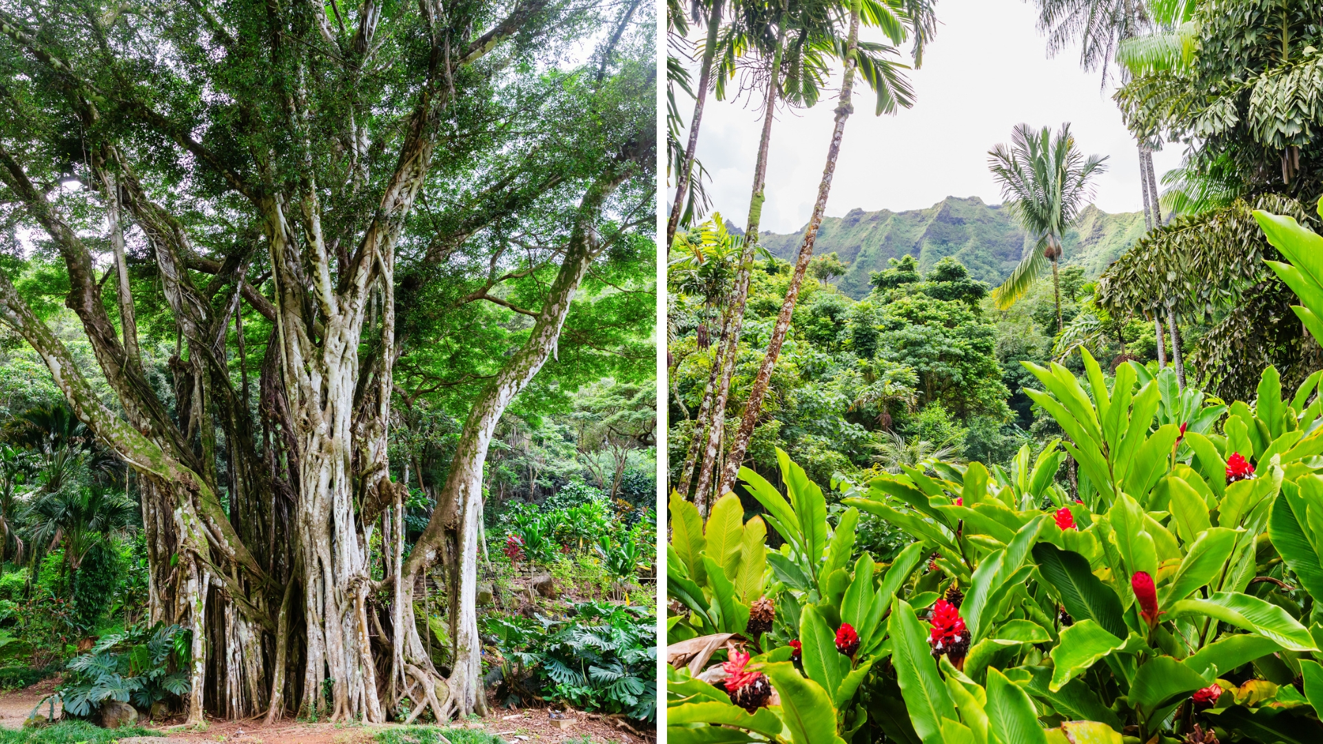 Tips for Visiting Botanical Gardens on Oahu